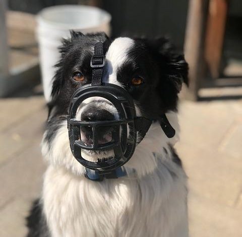 Is Muzzle Training Cruel or Necessary for Aggressive Dogs