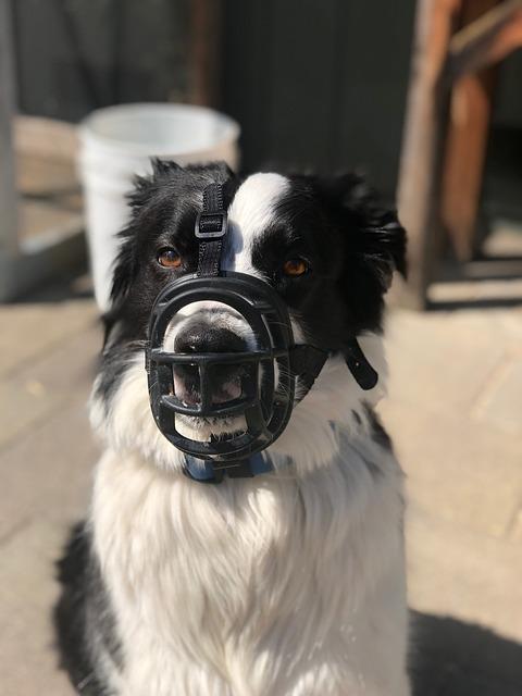 Is Muzzle Training Cruel or Necessary for Aggressive Dogs