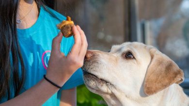 Are Food Rewards Necessary for Every Dog