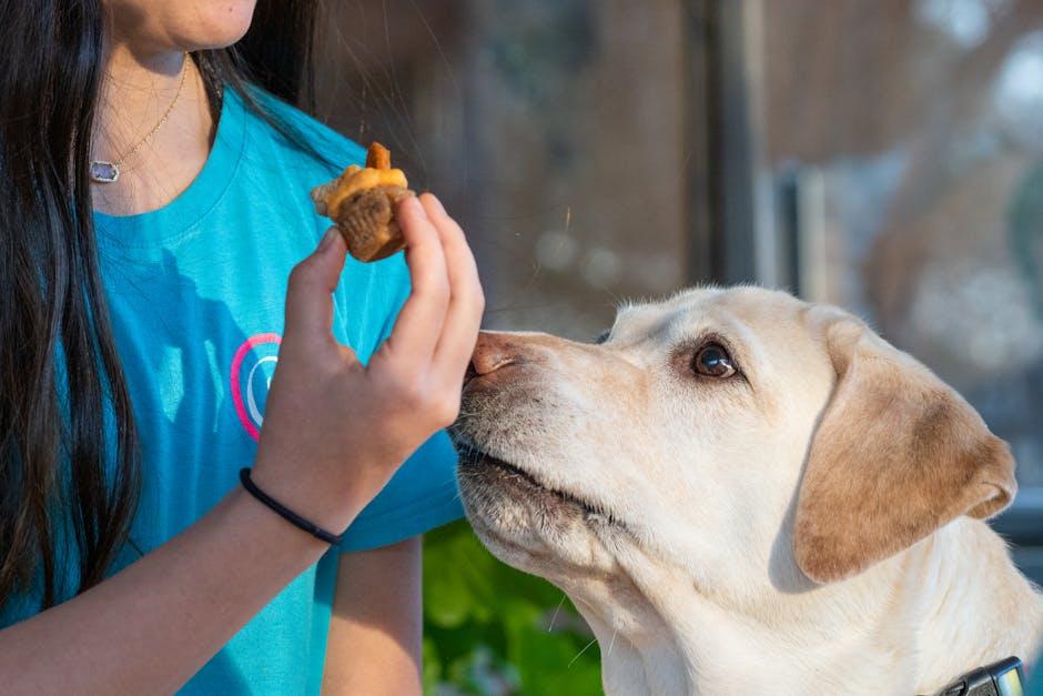 Are Food Rewards Necessary for Every Dog