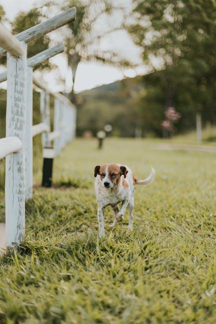 Understanding the Root Causes of Excessive Barking