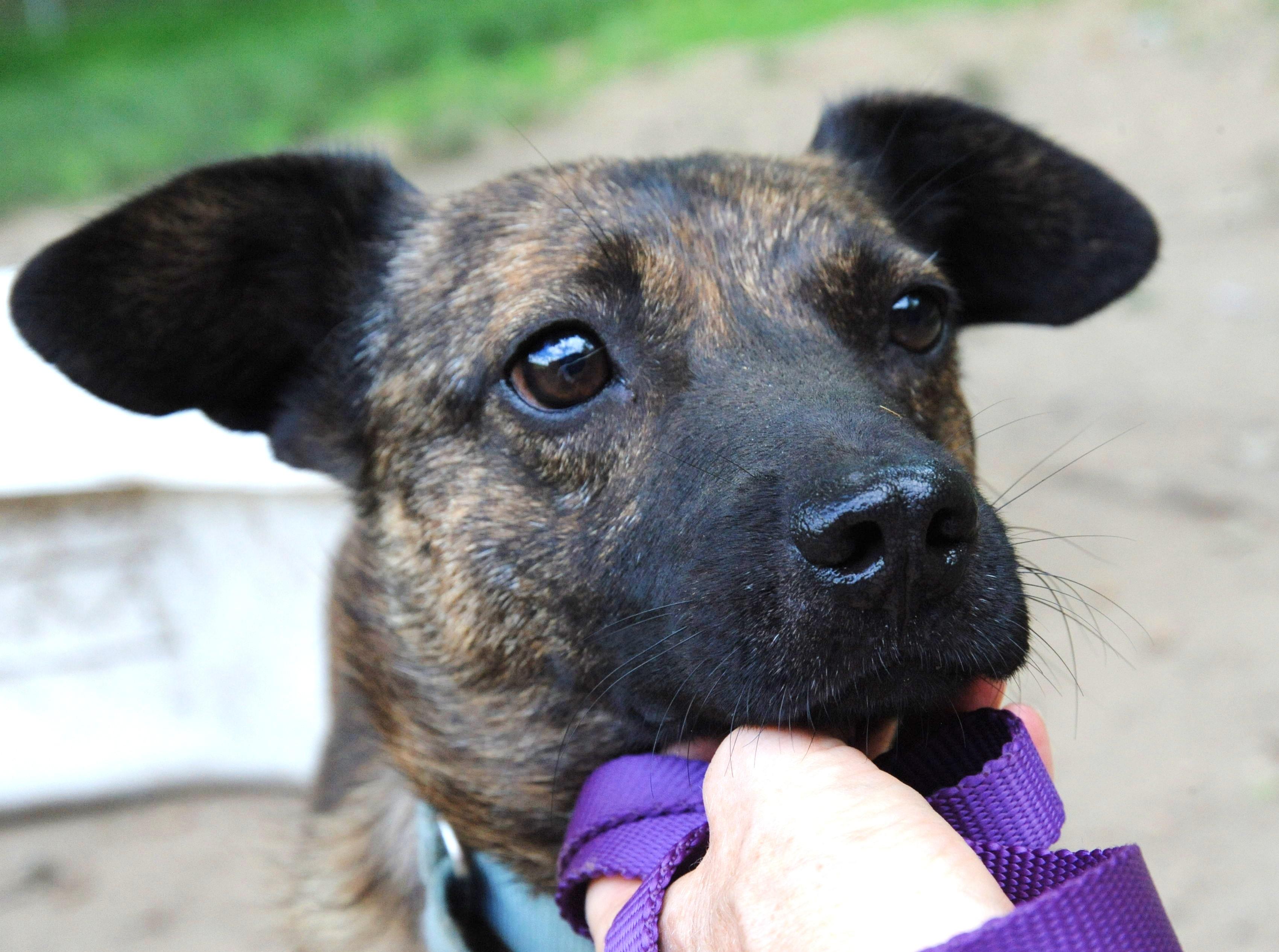 Understanding the Unique Needs of Rescue Dogs