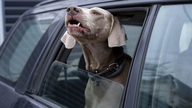 Effective Solutions to Stop a Dog From Barking in the Car