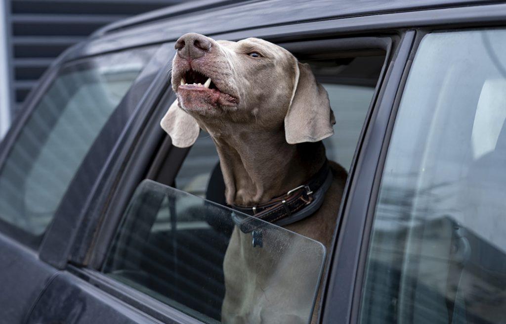 Effective Solutions to Stop a Dog From Barking in the Car