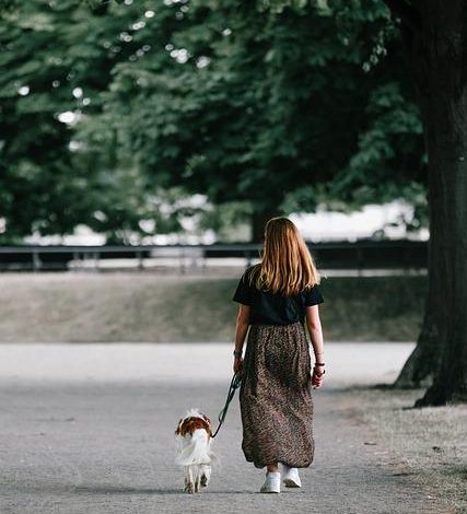 How to Train Your Dog to Walk Calmly on a Leash Using Rewards