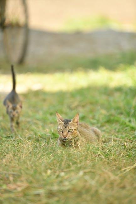 Understanding the Roots of Territorial Instincts