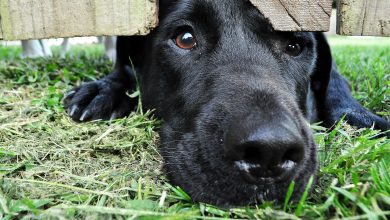 Teaching Your Dog to Handle Separation Anxiety Like a Pro