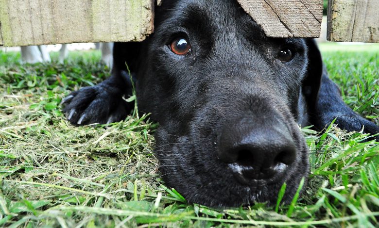 Teaching Your Dog to Handle Separation Anxiety Like a Pro