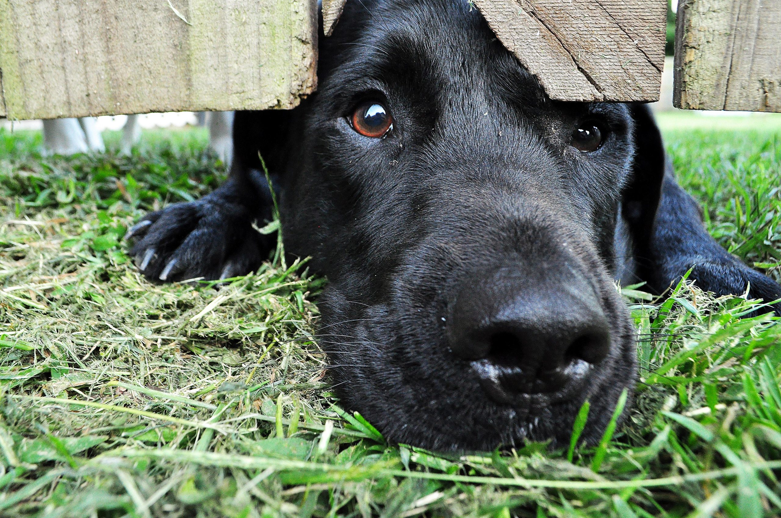 Teaching Your Dog to Handle Separation Anxiety Like a Pro