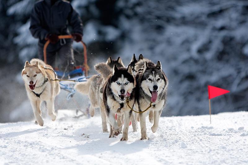 Creating a Peaceful Environment: Tips for Dog Owners