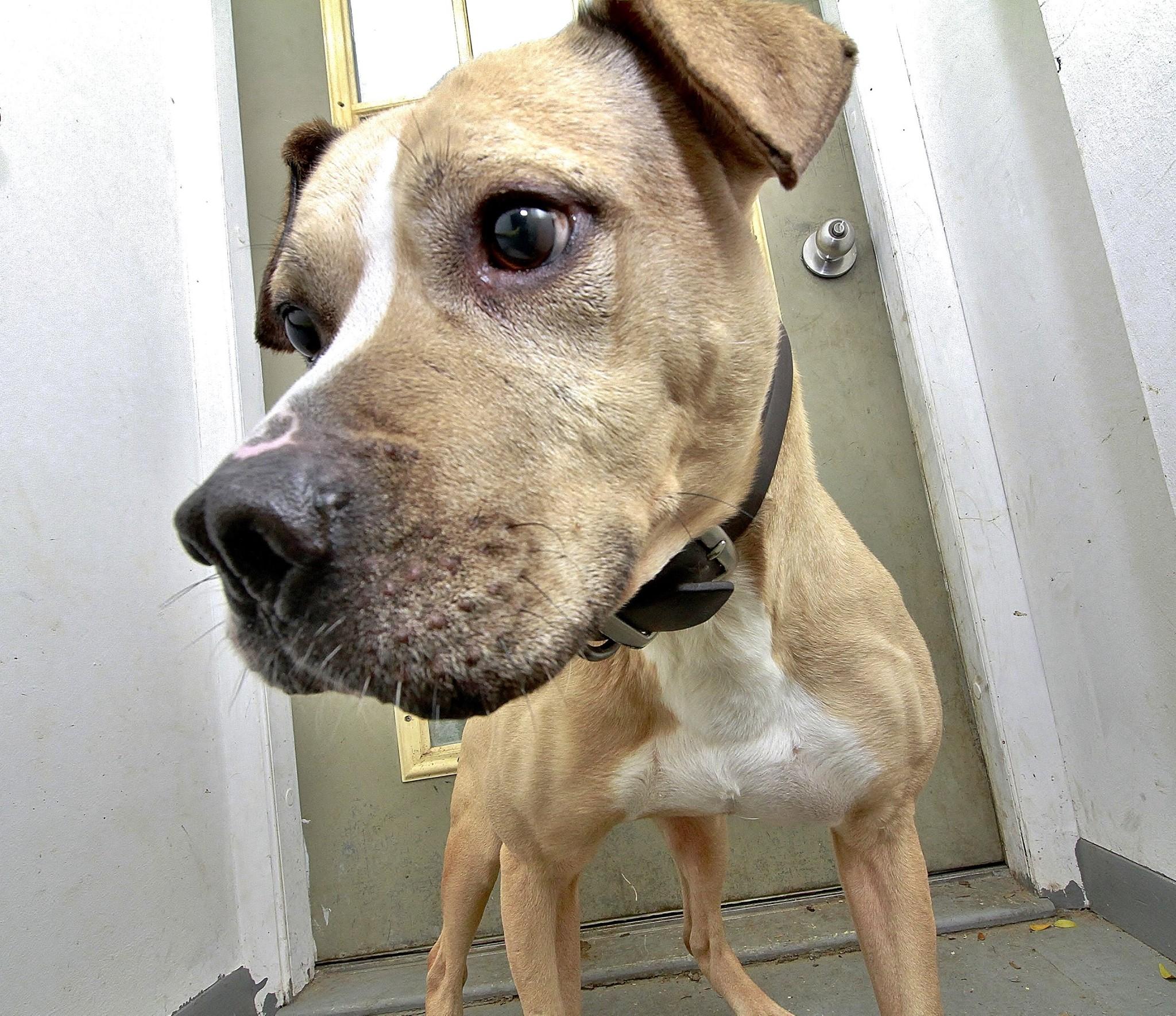 Rewarding Calm Behavior to Stop Excessive Barking