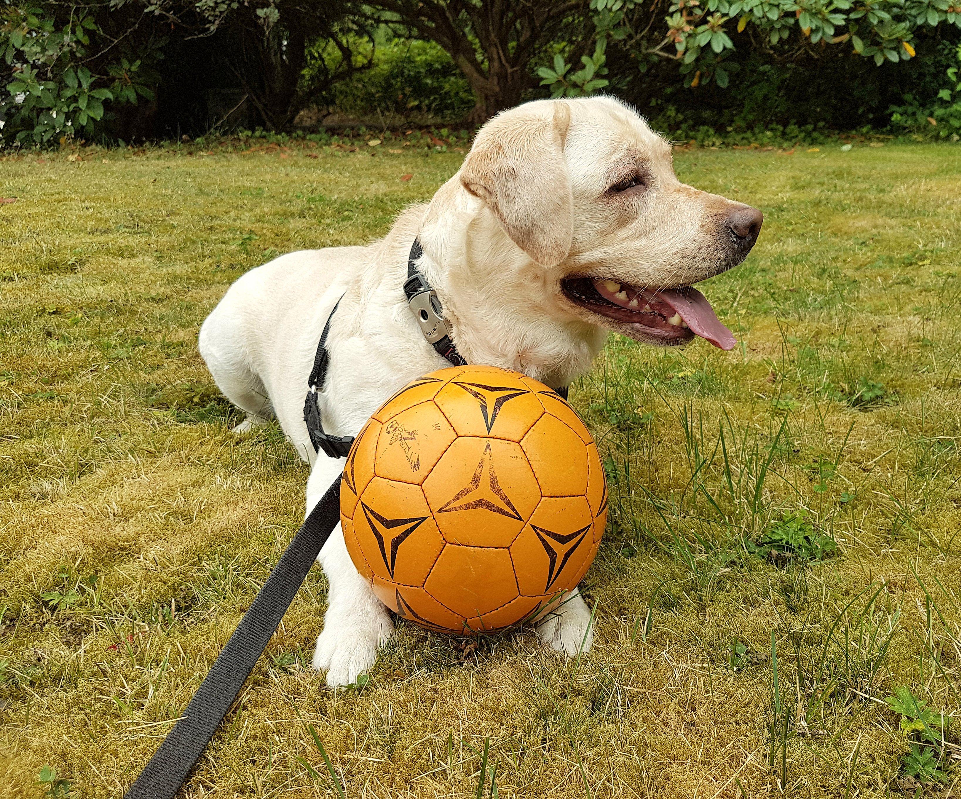 Effective Training Techniques to Reduce Toy Guarding