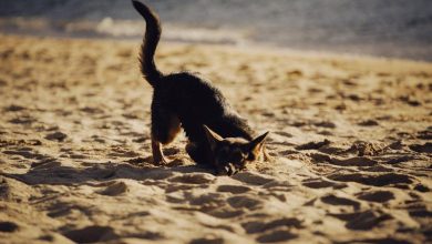 Best Techniques to Stop a Dog From Digging Holes in the Yard