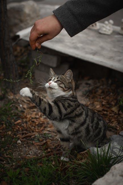 Tailoring Playtime to Support Your Pets Well-Being