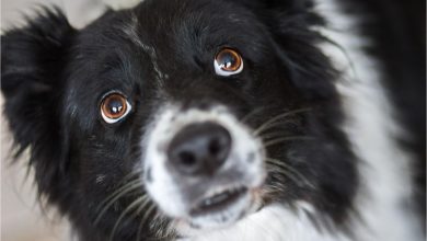 Best Practices for Introducing Your Dog to Loud Environments