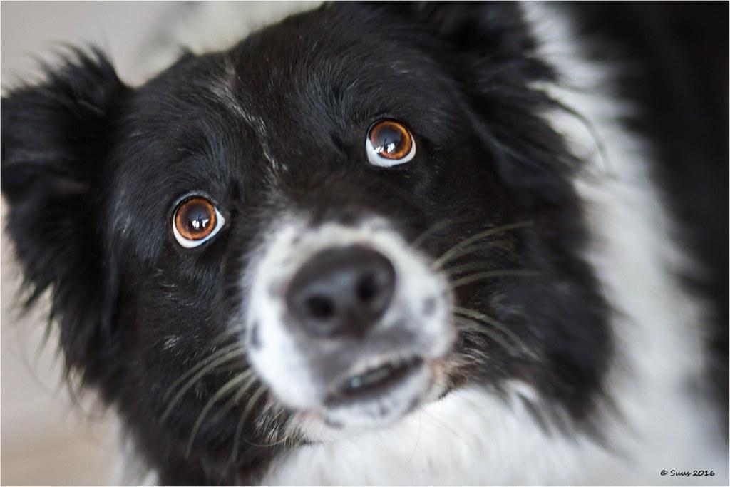 Best Practices for Introducing Your Dog to Loud Environments