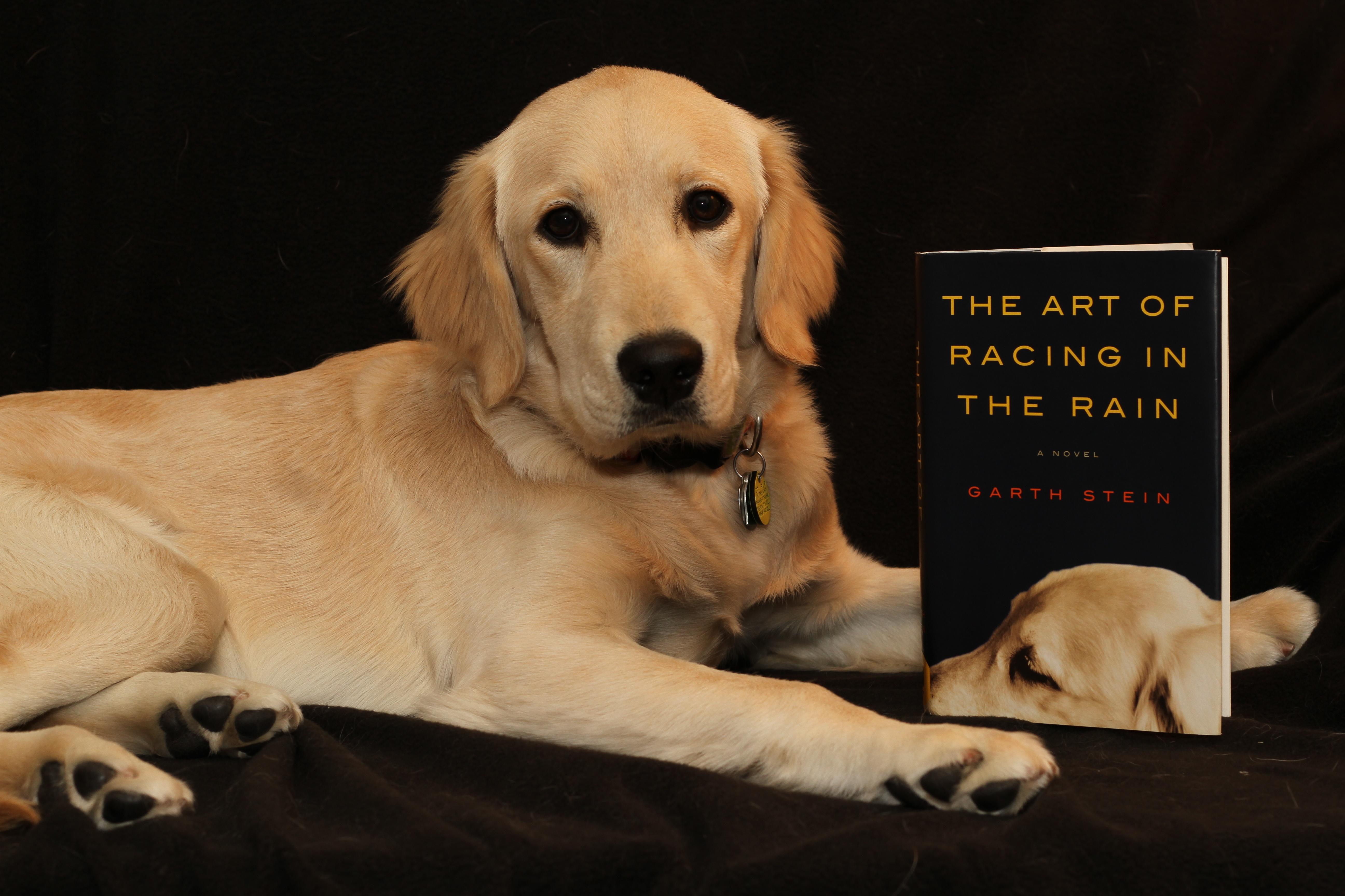 Building Confidence: Socialization Techniques for Puppies