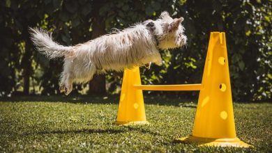 Training a dog to stop begging for food