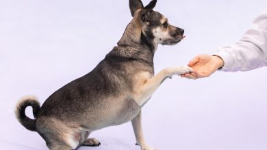 How to Train a Dog to Be Less Aggressive With Other Pets