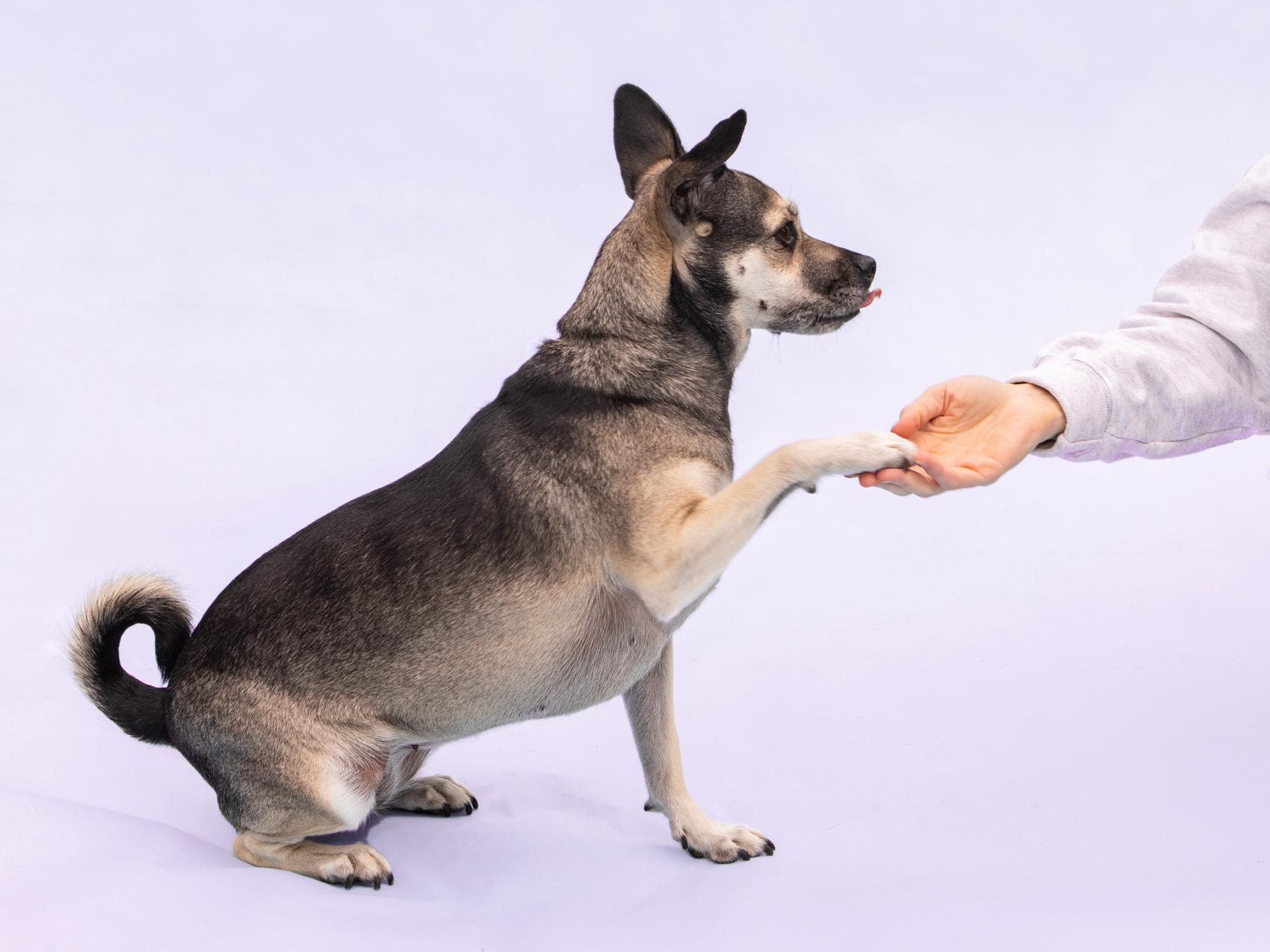 How to Train a Dog to Be Less Aggressive With Other Pets