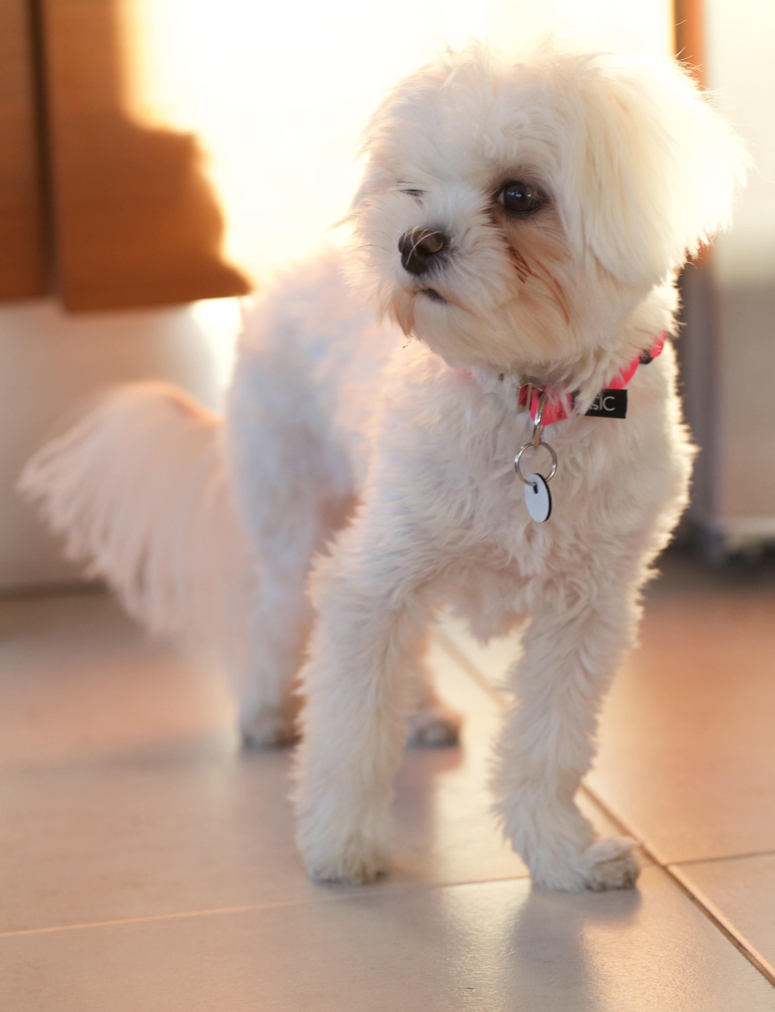 Balancing‌ Comfort and Cleanliness: Maintaining‌ a Puppy-Friendly Home
