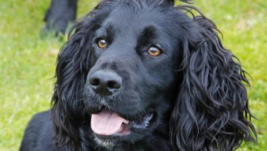 The Best Way to Socialize a Dog That Is Afraid of the Outdoors