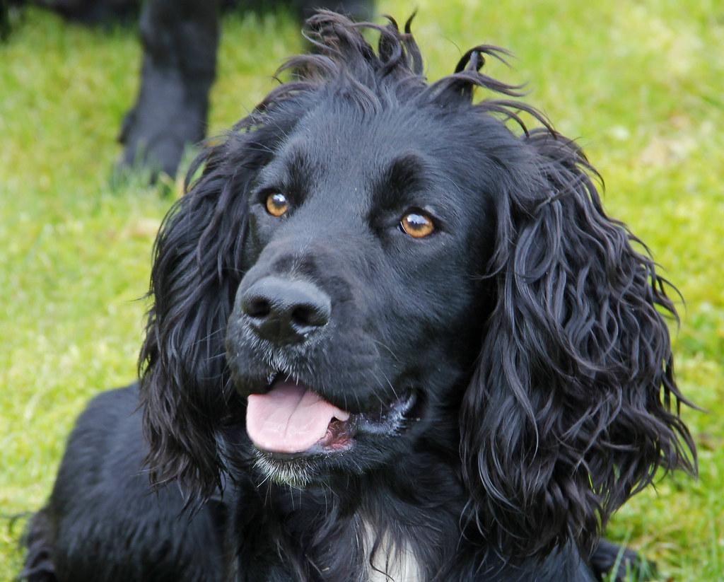 The Best Way to Socialize a Dog That Is Afraid of the Outdoors