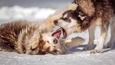 Can Aggressive Dogs Be Safely Socialized With Other Pets