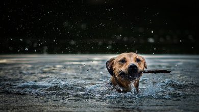 Can All Dogs Learn Complex Commands Regardless of Age