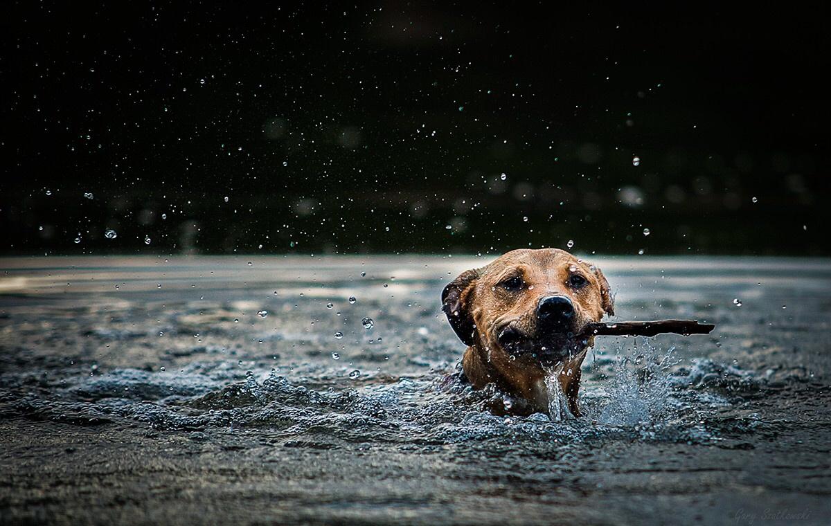 Can All Dogs Learn Complex Commands Regardless of Age