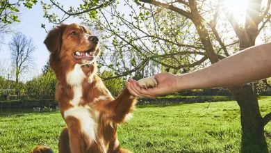 Advanced Techniques to Train Your Dog to Stop Digging