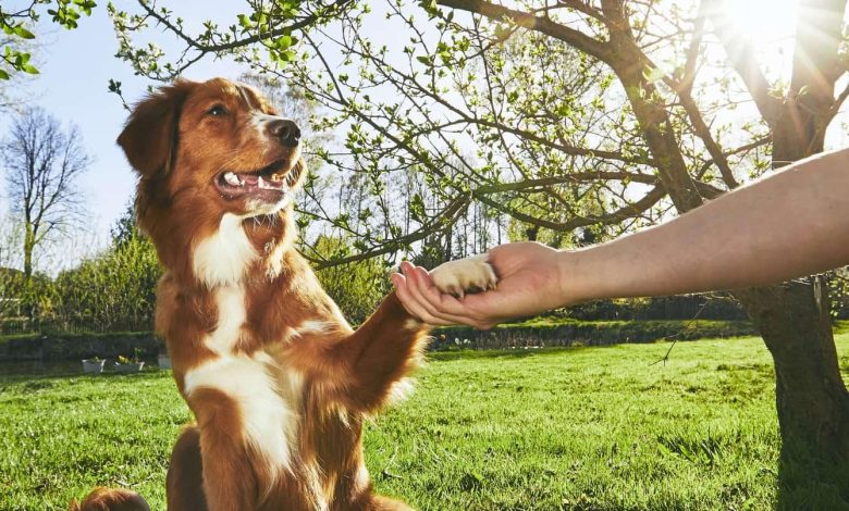 Advanced Techniques to Train Your Dog to Stop Digging