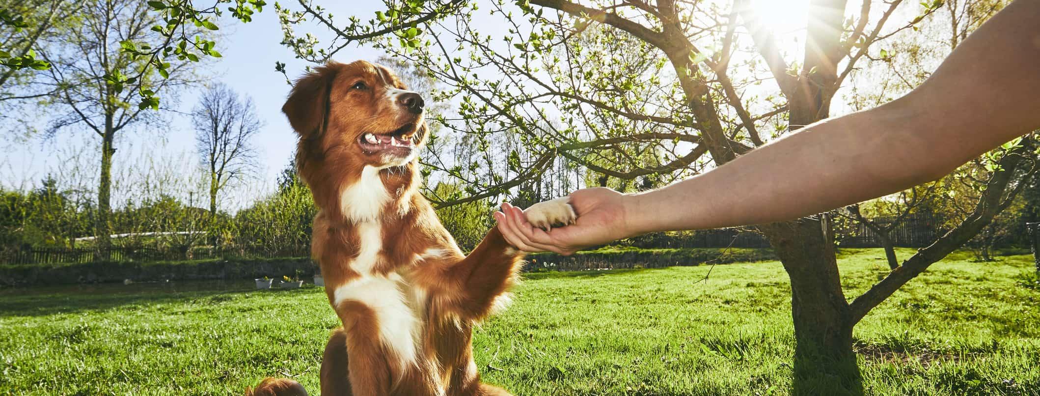 Advanced Techniques to Train Your Dog to Stop Digging