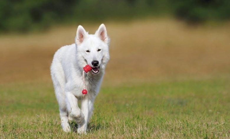 How to train a dog using praise instead of treats