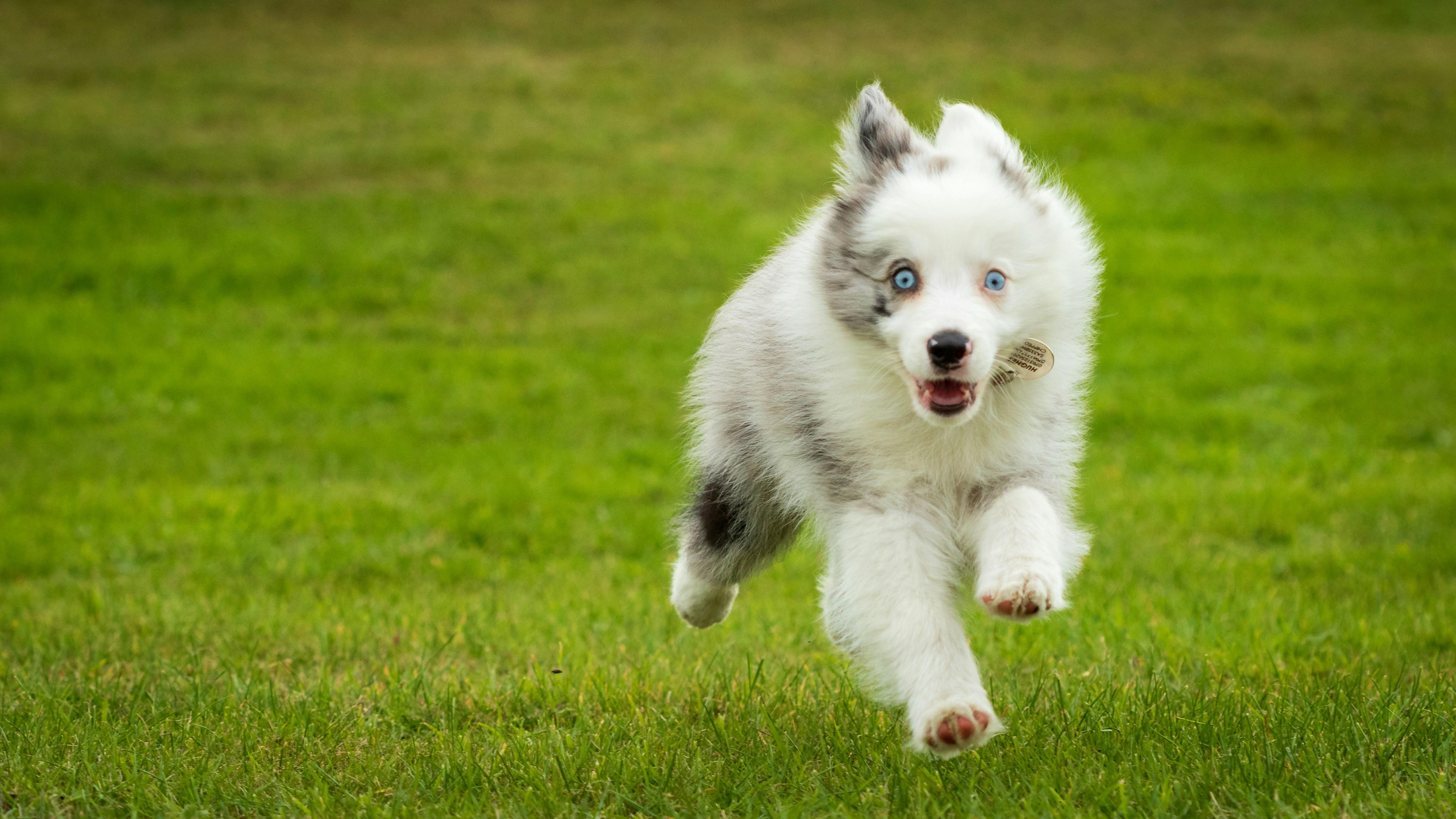 Understanding Canine Behavior and Child Safety