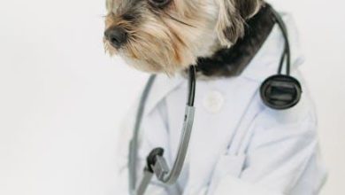 Why Do Some Pets Develop Fear of the Vet A Psychological Insight