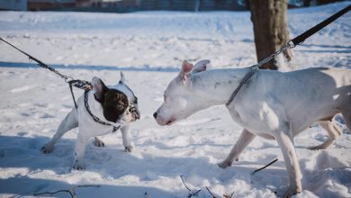 Socialization techniques for a dog afraid of strangers