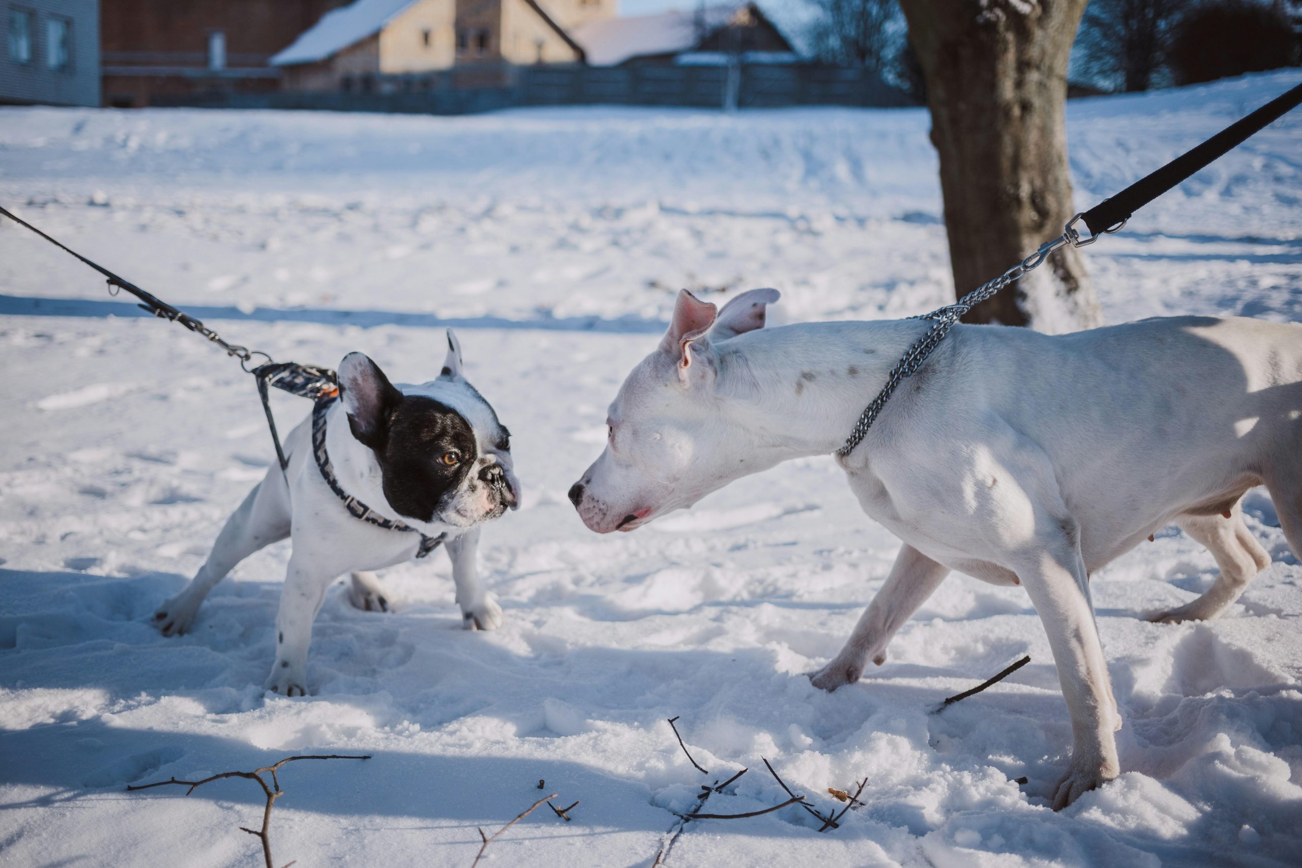 Socialization techniques for a dog afraid of strangers