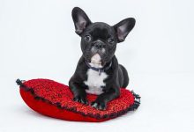 Can Over-Socialization Lead to Aggression in Dogs