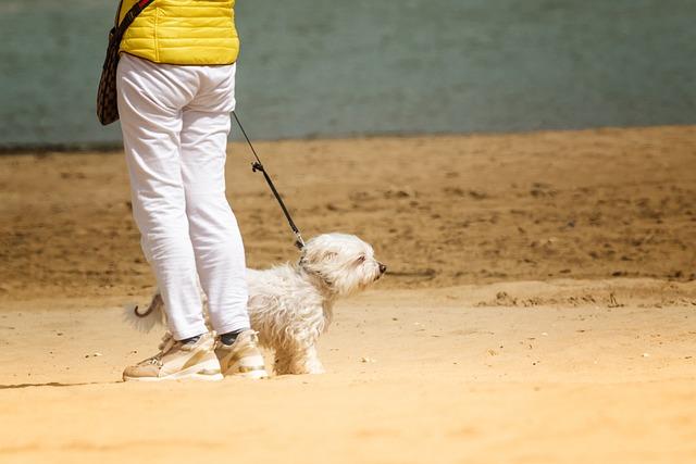 Mastering the Walk: Leash Training and Social Outings