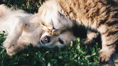 Can Pets Recognize Themselves in Mirrors