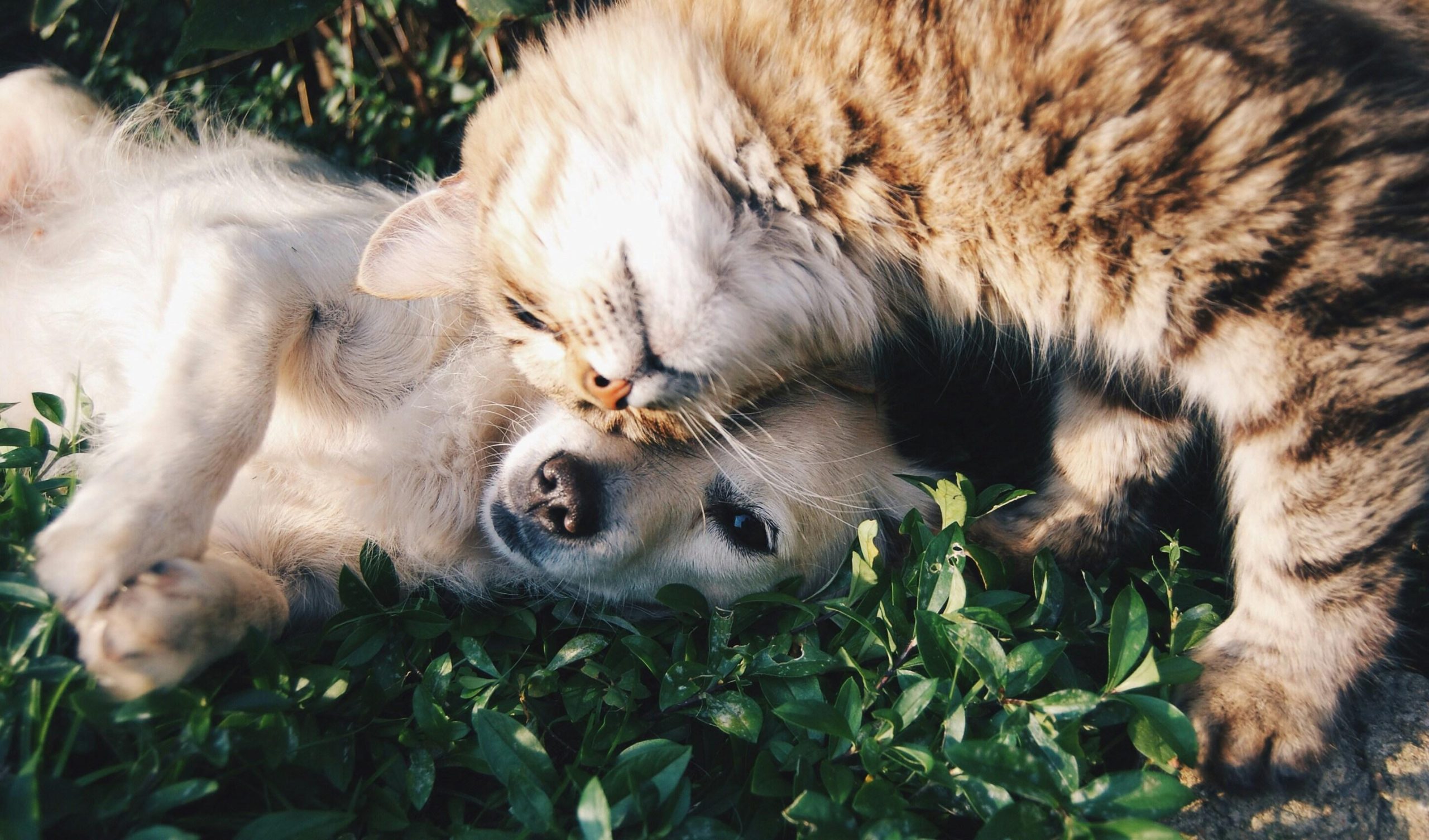 Can Pets Recognize Themselves in Mirrors