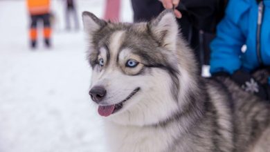 The Science Behind Your Pet’s Social Instincts and Behavior