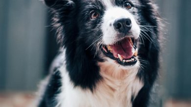 How to Teach Your Dog to Greet Visitors Politely