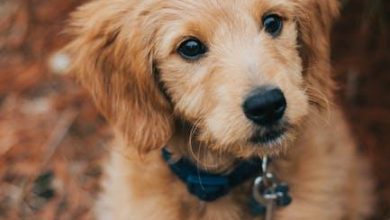 The most common puppy training challenges and solutions