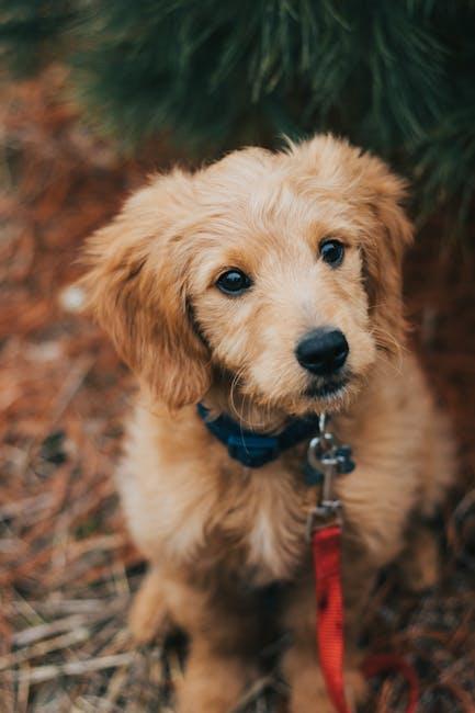 The most common puppy training challenges and solutions