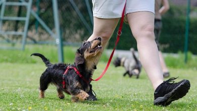 How to Train Your Dog to Respond in High-Distraction Environments