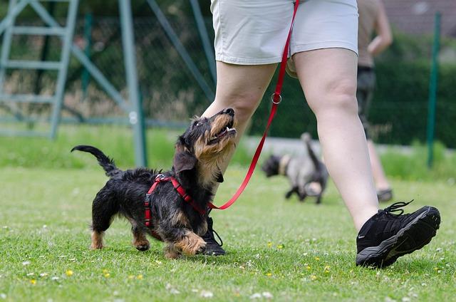 How to Train Your Dog to Respond in High-Distraction Environments