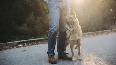 Teaching dogs to stay focused on commands despite distractions