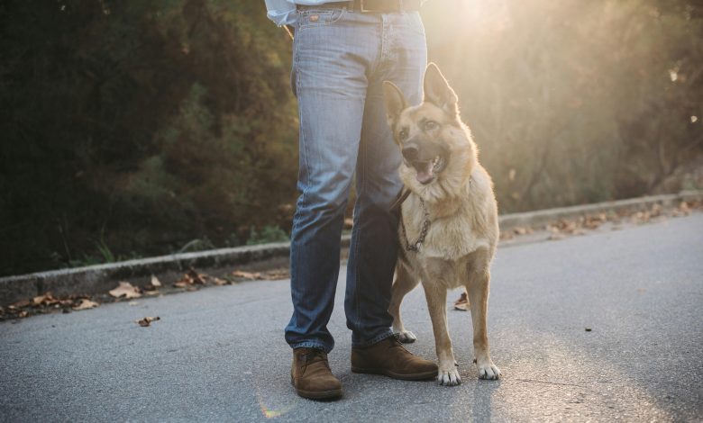 Teaching dogs to stay focused on commands despite distractions